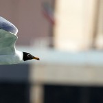 Great Black-headed Gull