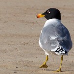 Great Black-headed Gull