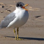 Great Black-headed Gull