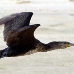 Phalacrocorax carbo