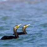 Phalacrocorax carbo