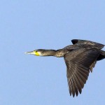 Phalacrocorax carbo