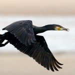 Phalacrocorax carbo