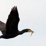 Phalacrocorax carbo