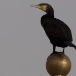 Phalacrocorax carbo