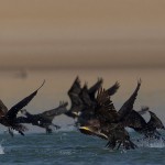 Phalacrocorax carbo