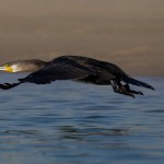 Phalacrocorax carbo