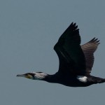 Phalacrocorax carbo