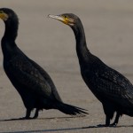 Phalacrocorax carbo