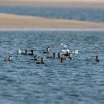 Phalacrocorax carbo