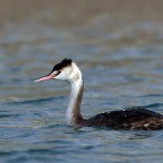 Great Crested Grebe - Podiceps cristatus