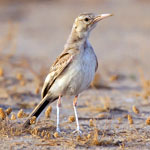 Greater Hoopoe-Lark