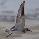 Charadrius leschenaultii
