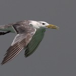 Greater Crested Tern