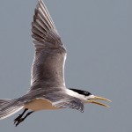 Greater Crested Tern