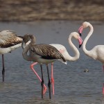 Greater Flamingo