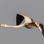 Greater Flamingo