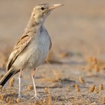 Greater Hoopoe-Lark