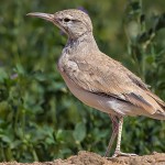 Greater Hoopoe-Lark