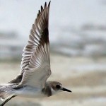 Charadrius leschenaultii
