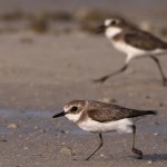 Charadrius leschenaultii