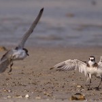Charadrius leschenaultii