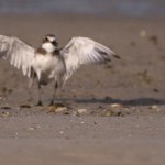 Charadrius leschenaultii