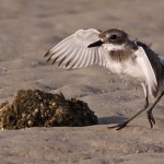 Charadrius leschenaultii