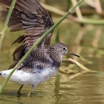 Green Sandpiper