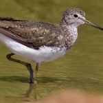 Green Sandpiper