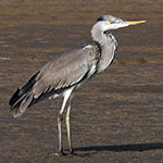Ardea cinerea