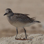 Pluvialis squatarola
