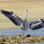 Ardea cinerea