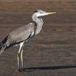 Ardea cinerea