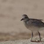 Pluvialis squatarola