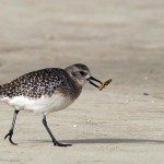 Pluvialis squatarola