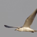 Gull-billed Tern