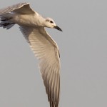 Gull-billed Tern 