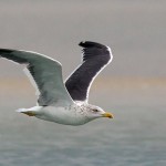 Larus heuglini