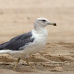 Larus heuglini