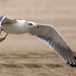 Larus heuglini