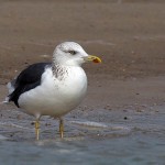 Larus heuglini
