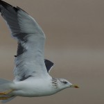 Larus heuglini