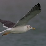 Larus heuglini
