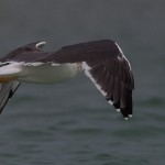 Larus heuglini