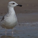 Larus heuglini