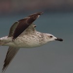 Larus heuglini