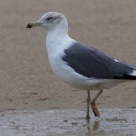 Larus heuglini