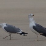 Larus heuglini
