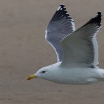 Larus heuglini
